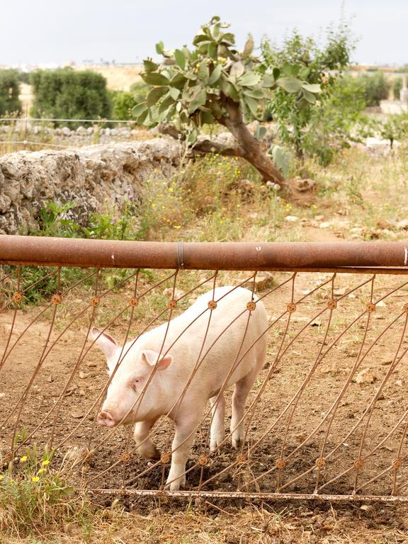 Masseria Curatori โมโนโปลี ภายนอก รูปภาพ
